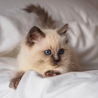 Marley