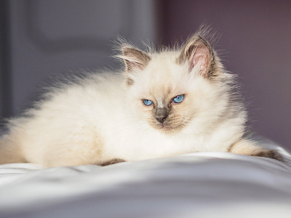 Marley