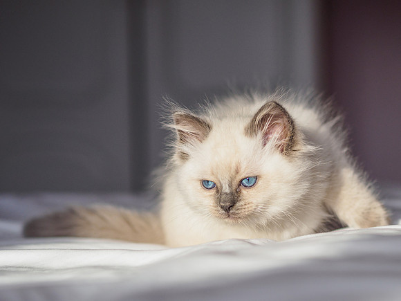 Marley