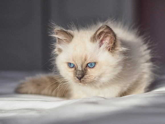 Marley