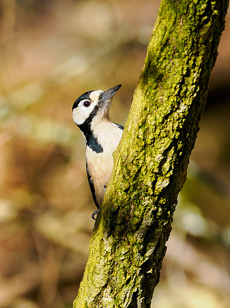 Great Spotted Woodpecker