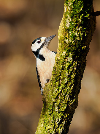Great Spotted Woodpecker