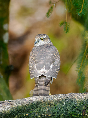 Sparrowhawk (Accipiter nisus)