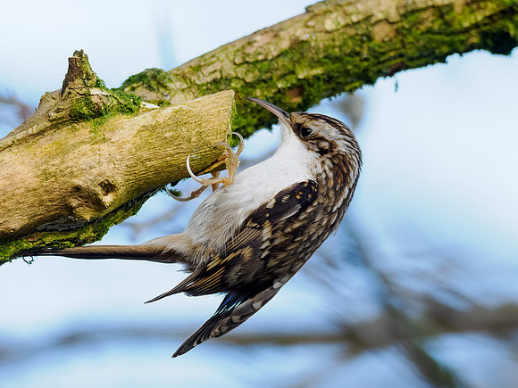 Treecreeper