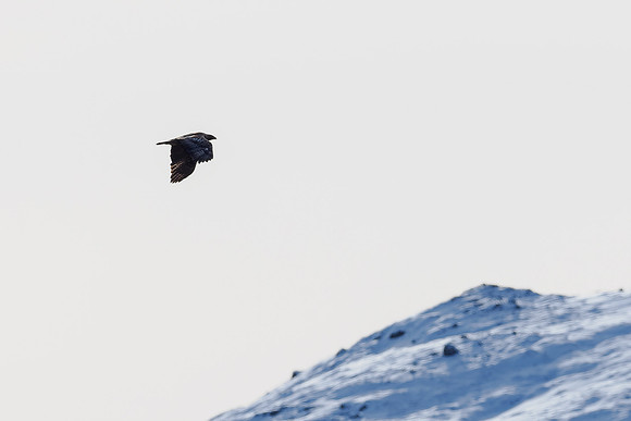 Golden Eagle Flypast