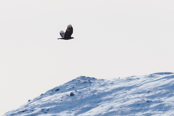 Golden Eagle Flypast
