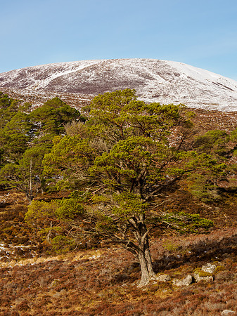 Glen Cannich