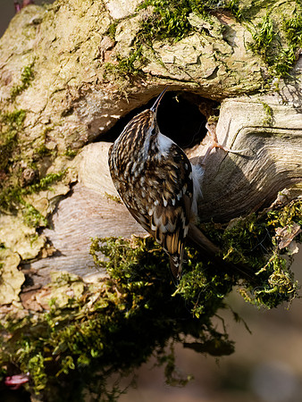 Treecreeper