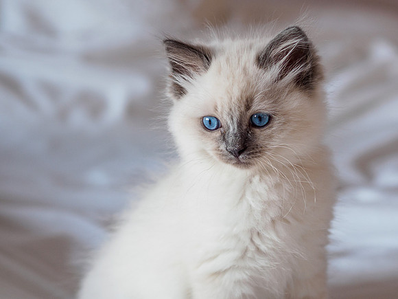 Marley