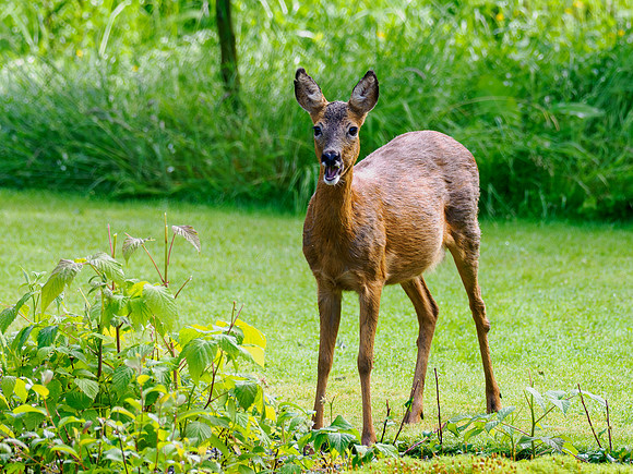 Female Roe Deer (Capreolus capreolus)