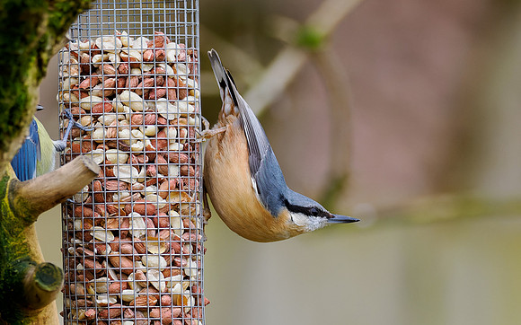 Nuthatch