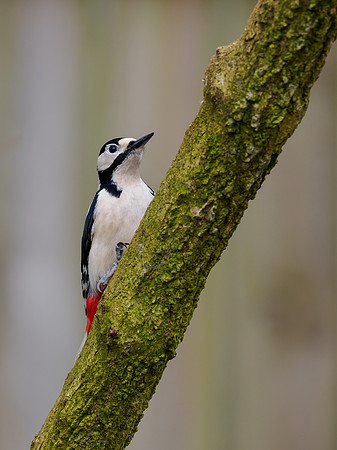 Great Spotted Woodpecker