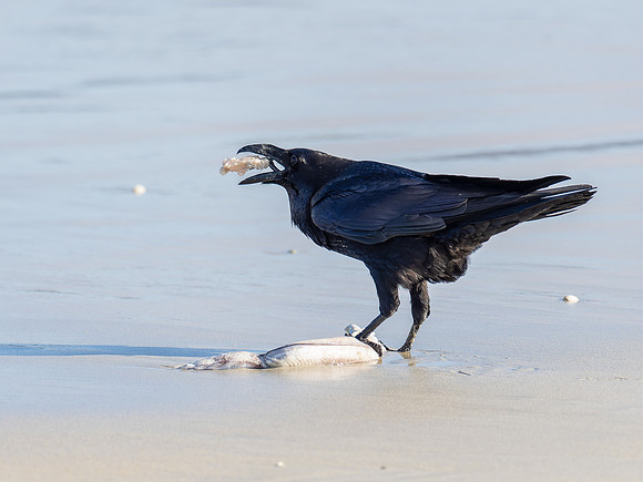 Raven-ous