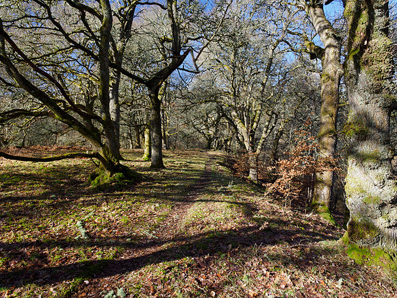 Dappled Light