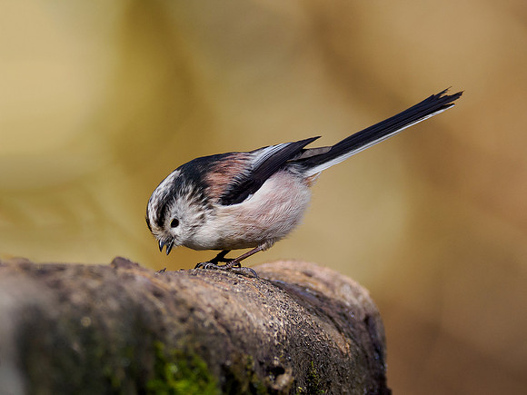 Long-tailed Tit (Aegithalos caudatus)