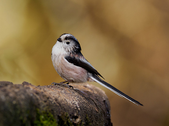 Long-tailed Tit (Aegithalos caudatus)