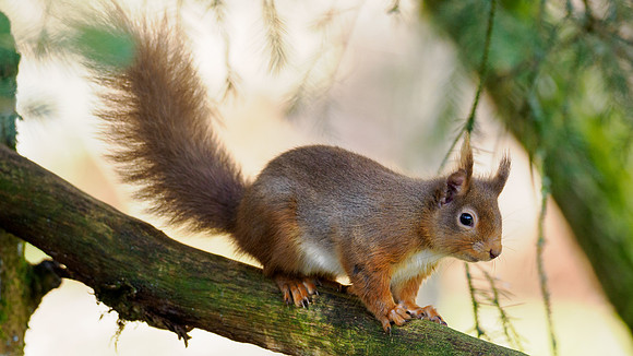 Red Squirel (Sciurus vulgaris)