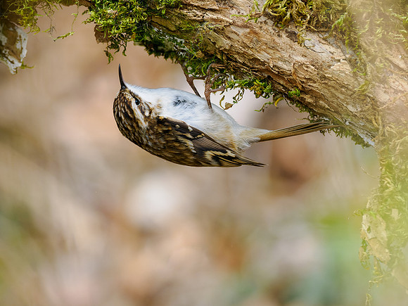 Treecreeper (Certhia familiaris)