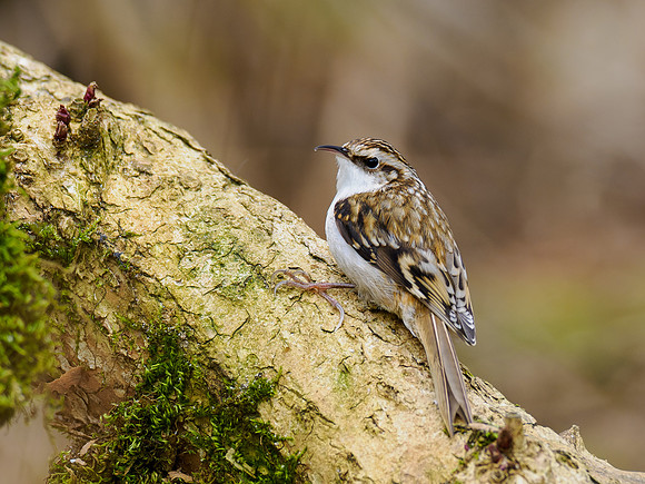 Treecreeper (Certhia familiaris)