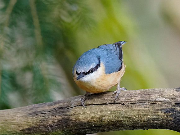Nuthatch (Sitta europaea)