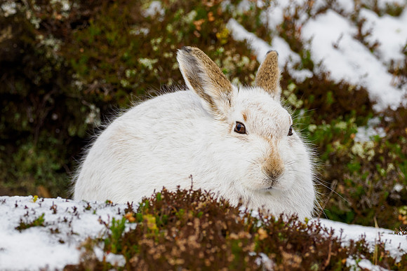 Mountain Hare (Lepus timidus)