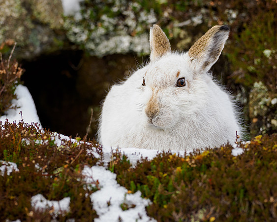 Mountain Hare (Lepus timidus)
