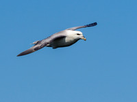 Flying Fulmar