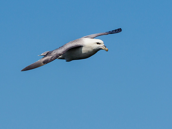 Flying Fulmar