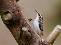 20240317-Treecreeper-OM013469