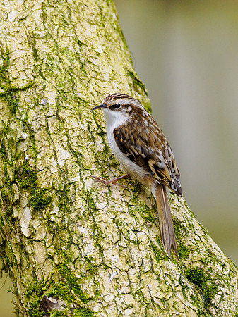 Treecreeper
