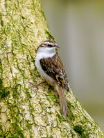 Treecreeper