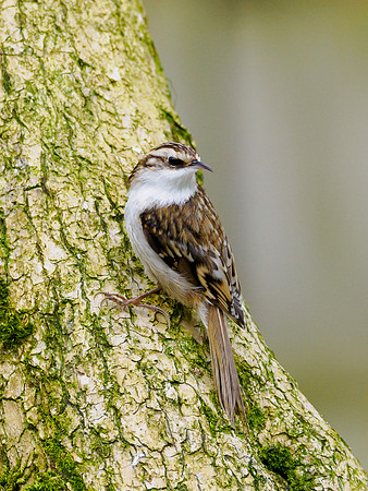 Treecreeper