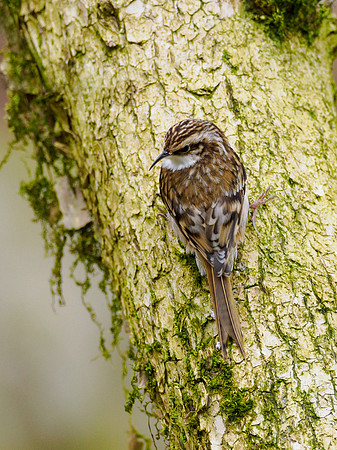 20240317-Treecreeper-OM013501-Edit
