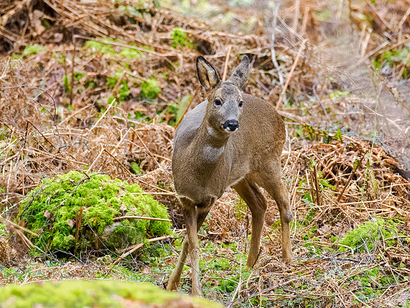 Keeping an Eye on Me