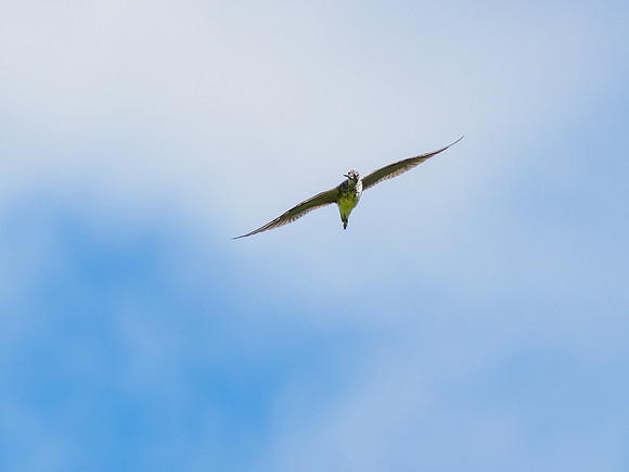 Greenshank (Tringa nebularia)