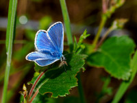 Common Blue Butterfly (Polyommatus icarus)