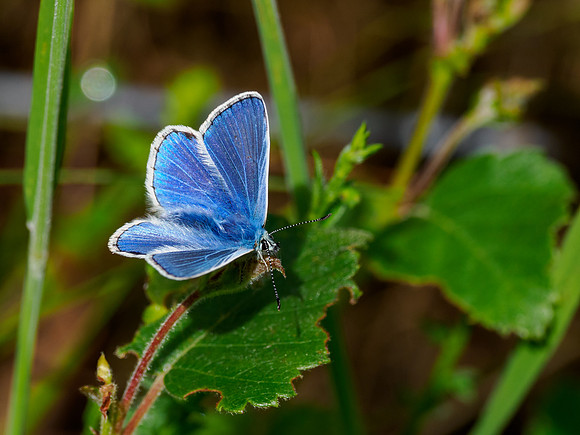 Common Blue Butterfly (Polyommatus icarus)