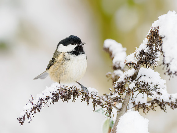 Coal Tit
