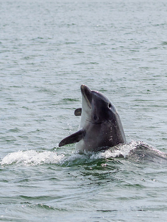 Bottlenose Dolphin (Tursiops truncatus)