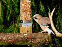 20240913-Eurasian jay-OM011183
