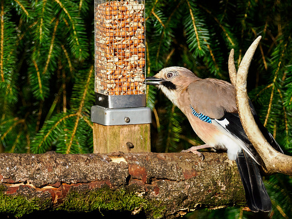 20240913-Eurasian jay-OM011183