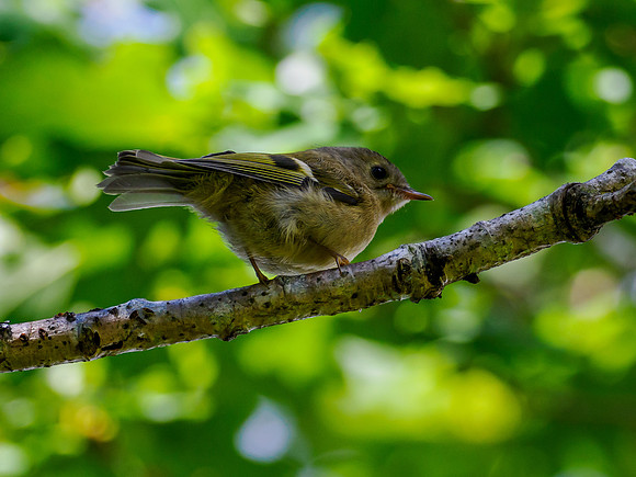 Juvenile Goldcrest