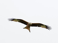 Red Kite (Milvus milvus)