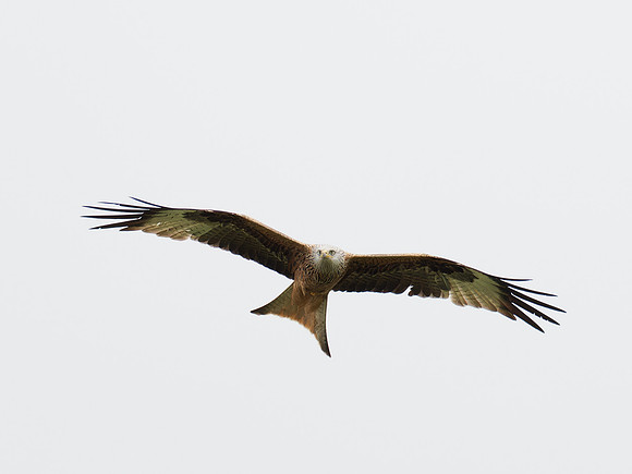 Red Kite (Milvus milvus)