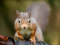 Squirrel Close-up
