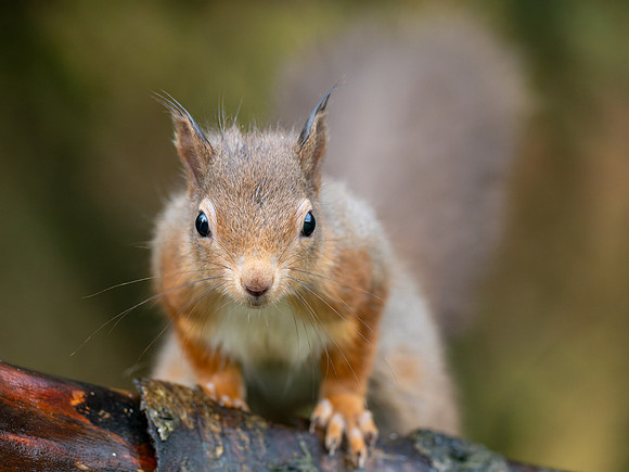 Squirrel Close-up