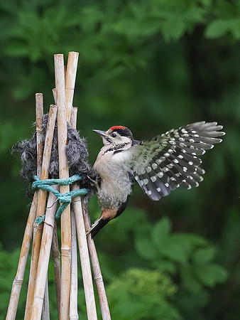 2020-06 Juvenile Great Spotted Woodpecker