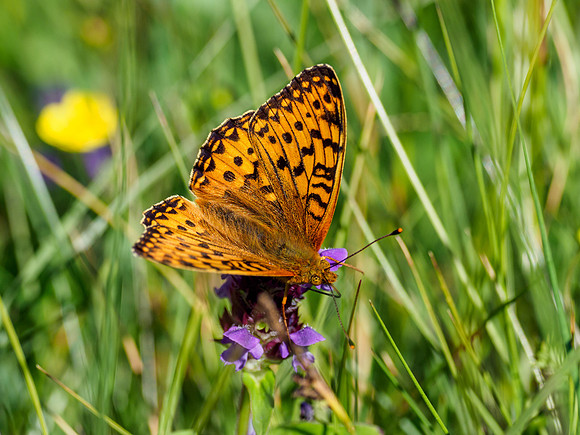 Dark Green Fritillary (Speyeria aglaja)