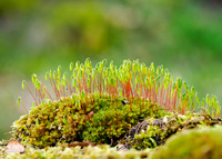 Swan’s-neck Thyme Moss (Mnium hornum)