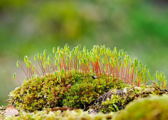Swan’s-neck Thyme Moss (Mnium hornum)